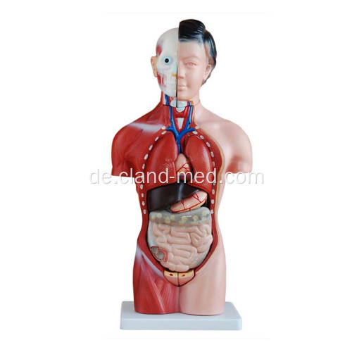 42cm weiblicher Torso 15 Teile